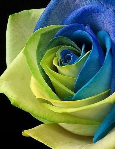 Blau grün rose blume samen for anpflanzung