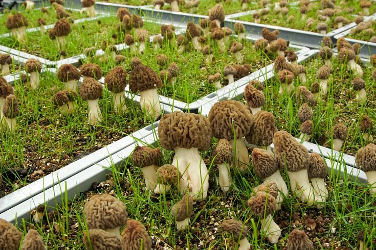 Morchella Esculenta Pilz Samen zum Pflanzen