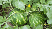 Wassermelonenreben Fruchtsamen für einfaches Anpflanzen