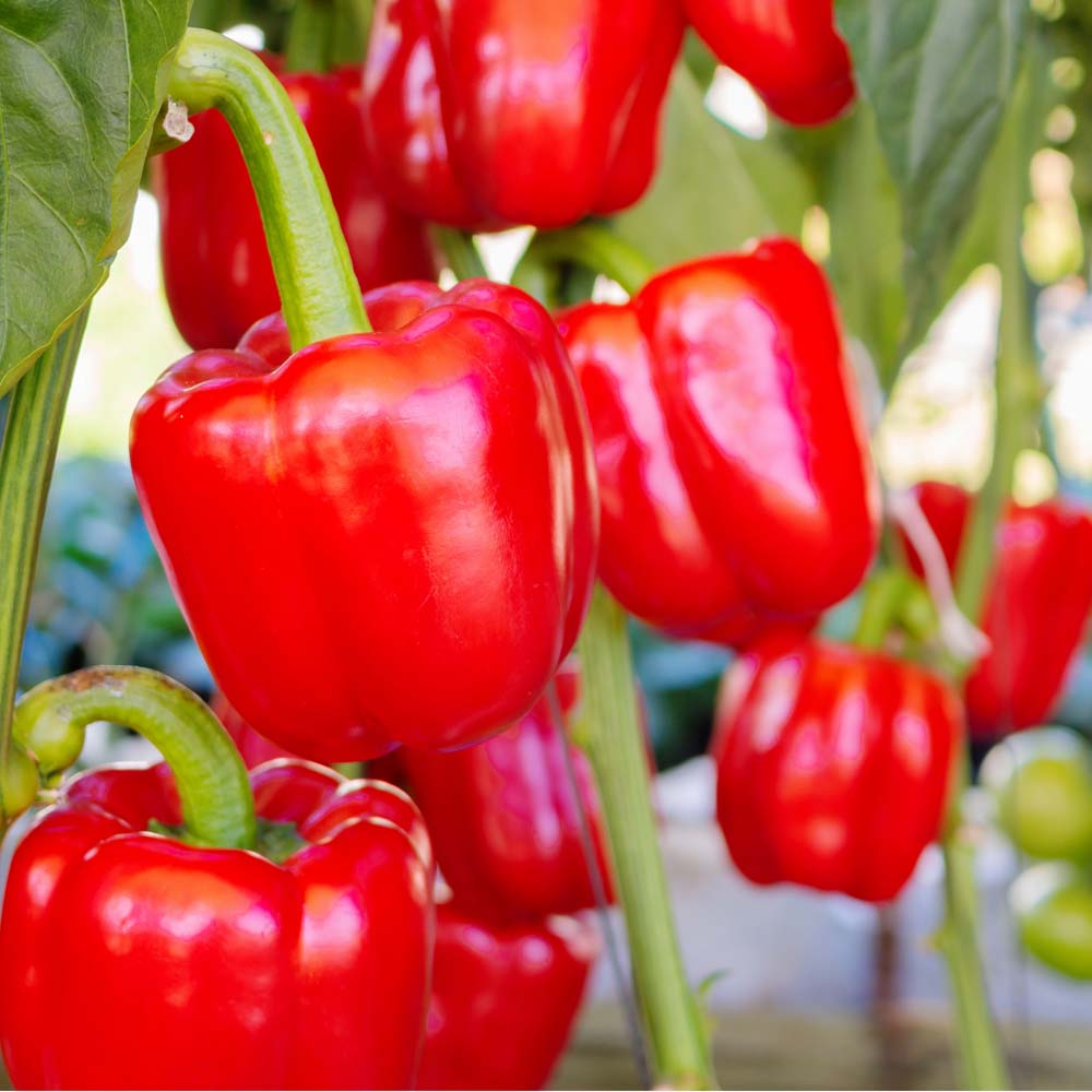 Aka Chapeau Pepper Gemüsesamen  Planting Essentials