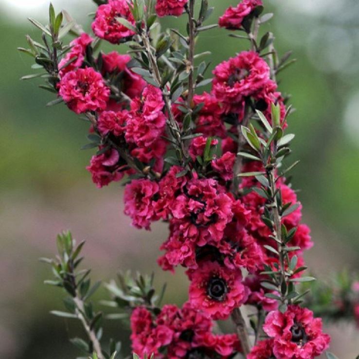Rosa Manuka Honey Teatree Leptospermum Scoparium Blumensamen zur Aussaat – farbenfroh Schau – Traditionssorte & ohne Gentechnik Samen Hausgarten