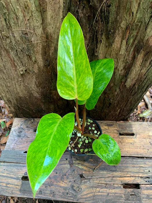 Philodendron Blumensamen zur Aussaat hochwertige Qualitäts- Traditionssorte & ohne Gentechnik Samen Hausgarten