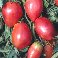 Rot Grushovka Tomate Samen zum Pflanzen