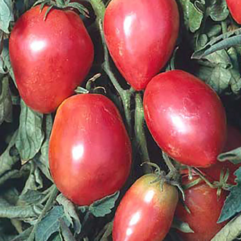 Semi di pomodoro Rosso Grushovka da piantare
