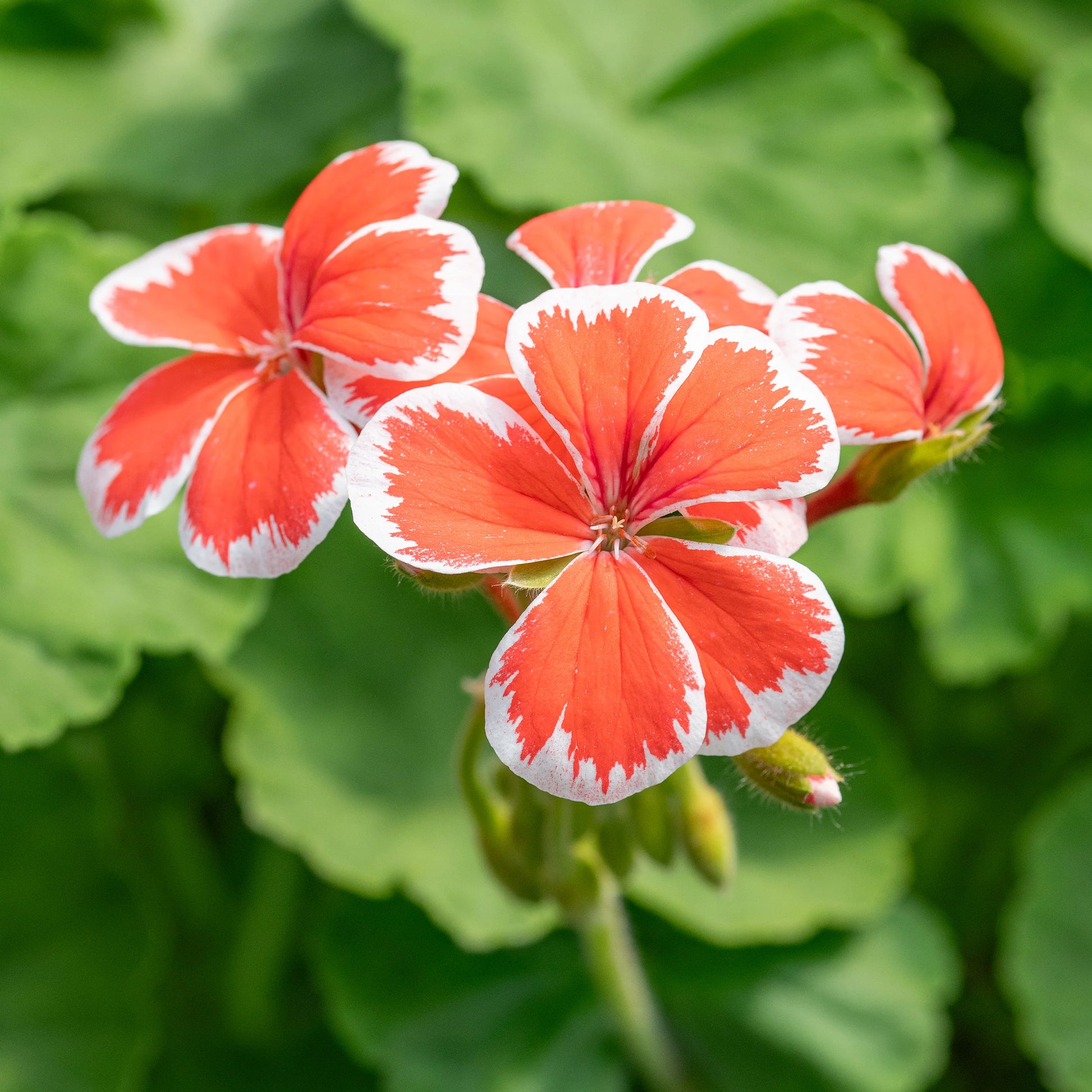Orange Weiß Geraniums Blumensamen zur Aussaat – kompakt Wuchs – Traditionssorte & ohne Gentechnik Samen Hausgarten