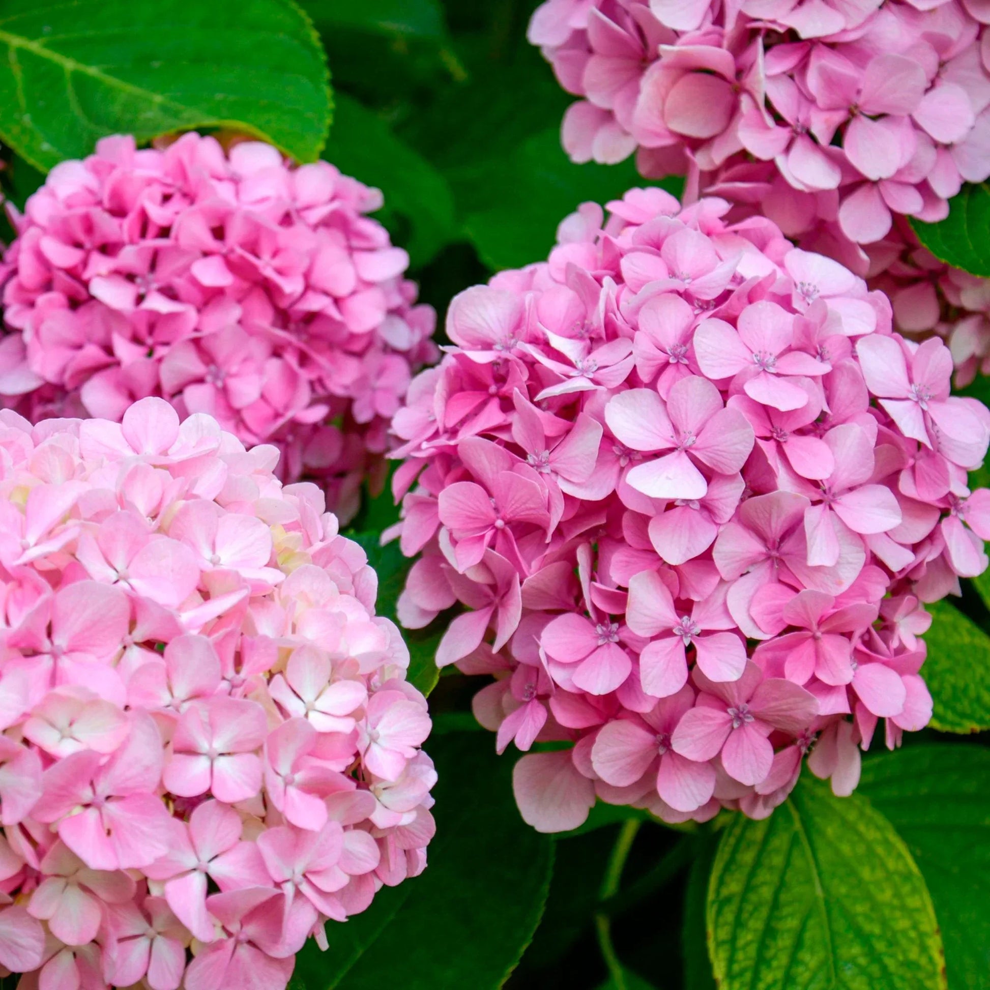 Rosa hydrangea blume samen for beautiful garten anpflanzung
