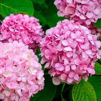 Rosa hydrangea blume samen for beautiful garten anpflanzung
