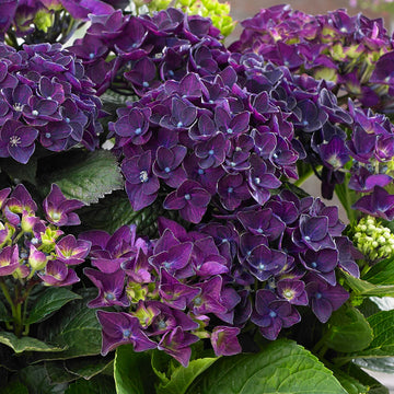 Lila Hortensie Blumensamen zur Aussaat – Anzucht – Traditionssorte & ohne Gentechnik Samen Hausgarten