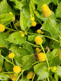 Gelb Spilanthes Acmella Blumensamen zur Aussaat pflegeleicht Traditionssorte & ohne Gentechnik Samen Hausgarten