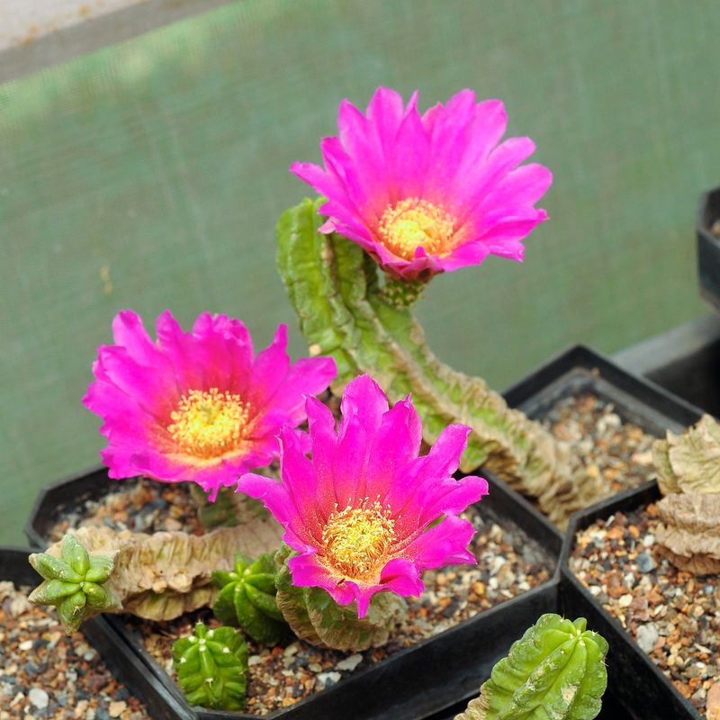 Violett Echinocereus Rigidissimus Blumensamen zur Aussaat farbenfroh Schau Traditionssorte & ohne Gentechnik Samen Hausgarten