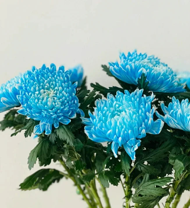 Himmelblau Chrysantheme Blumensamen zur Aussaat – Landhaus Garten wichtig – Traditionssorte & ohne Gentechnik Samen Hausgarten