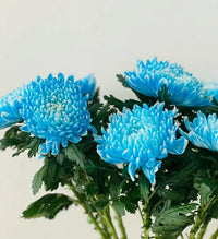 Himmelblau Chrysantheme Blumensamen zur Aussaat – Landhaus Garten wichtig – Traditionssorte & ohne Gentechnik Samen Hausgarten