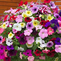 Hanging petunia blume samen for anpflanzung mixed