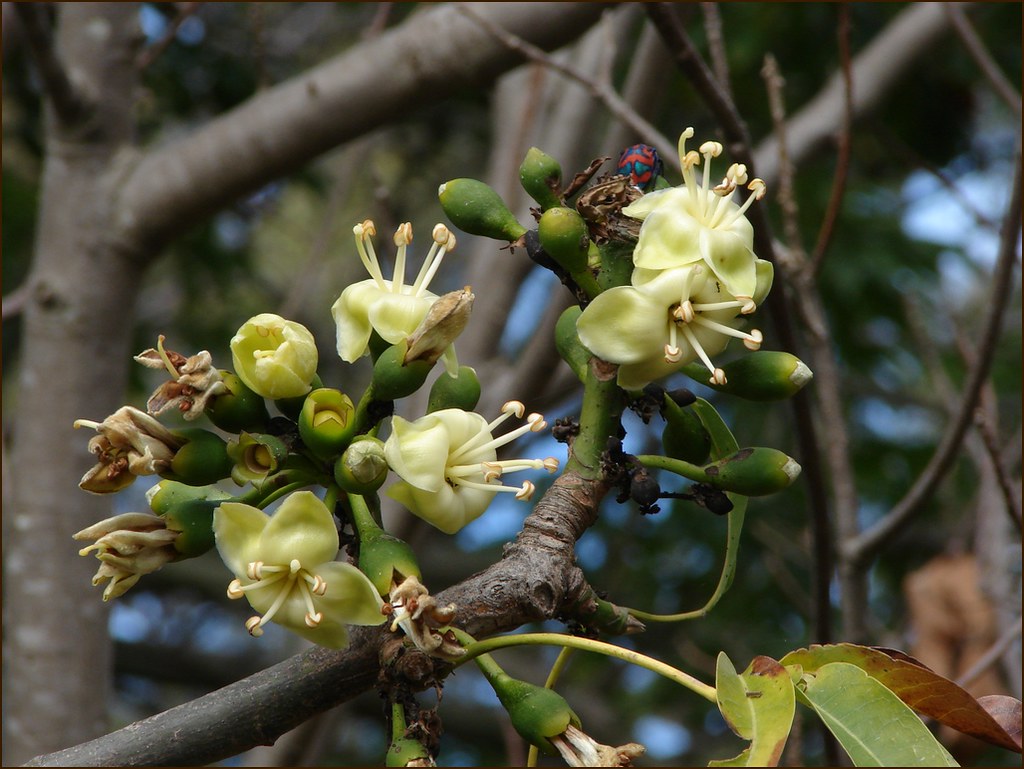 Ceiba Pentandra Blumensamen einfache Aussaat tropisch Gelb Blüten