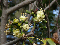Ceiba Pentandra Blumensamen einfache Aussaat tropisch Gelb Blüten