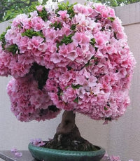 klein Rosa Simsii Bonsai Blumensamen zur Aussaat Landhaus Garten wichtig Traditionssorte & ohne Gentechnik Samen Hausgarten