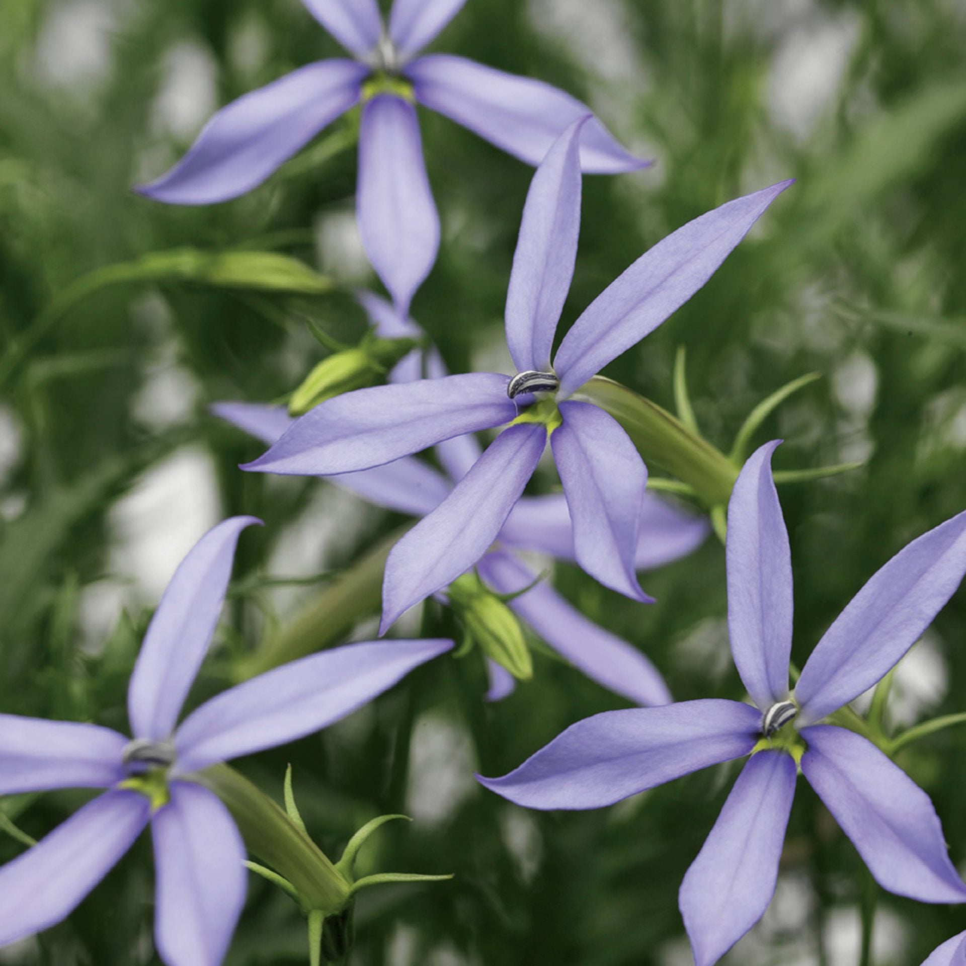 Blau Laurentia Blumensamen zur Aussaat – leuchtend – Traditionssorte & ohne Gentechnik Samen Hausgarten