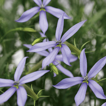 Blau Laurentia Blumensamen zur Aussaat – leuchtend – Traditionssorte & ohne Gentechnik Samen Hausgarten