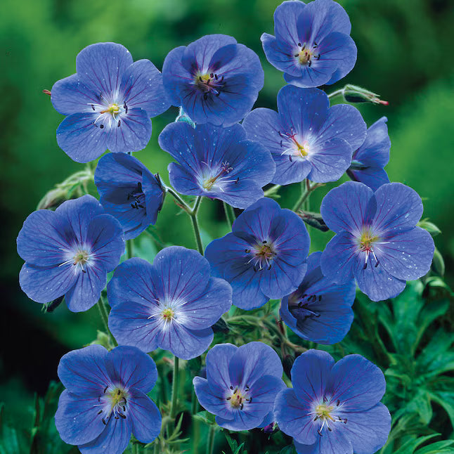 Thick Blau Geranie Blumensamen zur Aussaat pflegeleicht Traditionssorte & ohne Gentechnik Samen Hausgarten