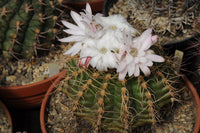 Weiß gymnocalycium eurypleurum blume samen for anpflanzung - drought tolerant, heirloom & gmo free samen for home garten
 
 sale samen for home garten