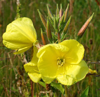 Oenothera Lamarckiana Blumensamen zur Aussaat leuchtend Traditionssorte & ohne Gentechnik Samen Hausgarten