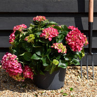 Grün Rot Hortensie Blumensamen zur Aussaat – pflegeleicht – Traditionssorte & ohne Gentechnik Samen Hausgarten