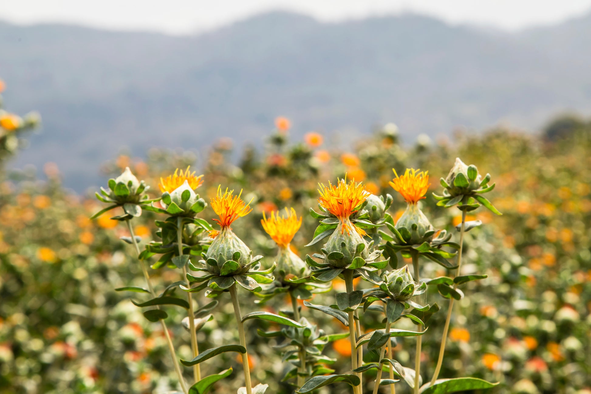 SafFlower Samen zur Aussaat lang Blüte Saison Traditionssorte & ohne Gentechnik Samen Hausgarten