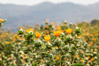 SafFlower Samen zur Aussaat lang Blüte Saison Traditionssorte & ohne Gentechnik Samen Hausgarten