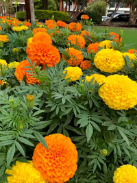 Studentenblume Sparky Blumensamen zur Aussaat Schnitt Blume beliebt Traditionssorte & ohne Gentechnik Samen Hausgarten