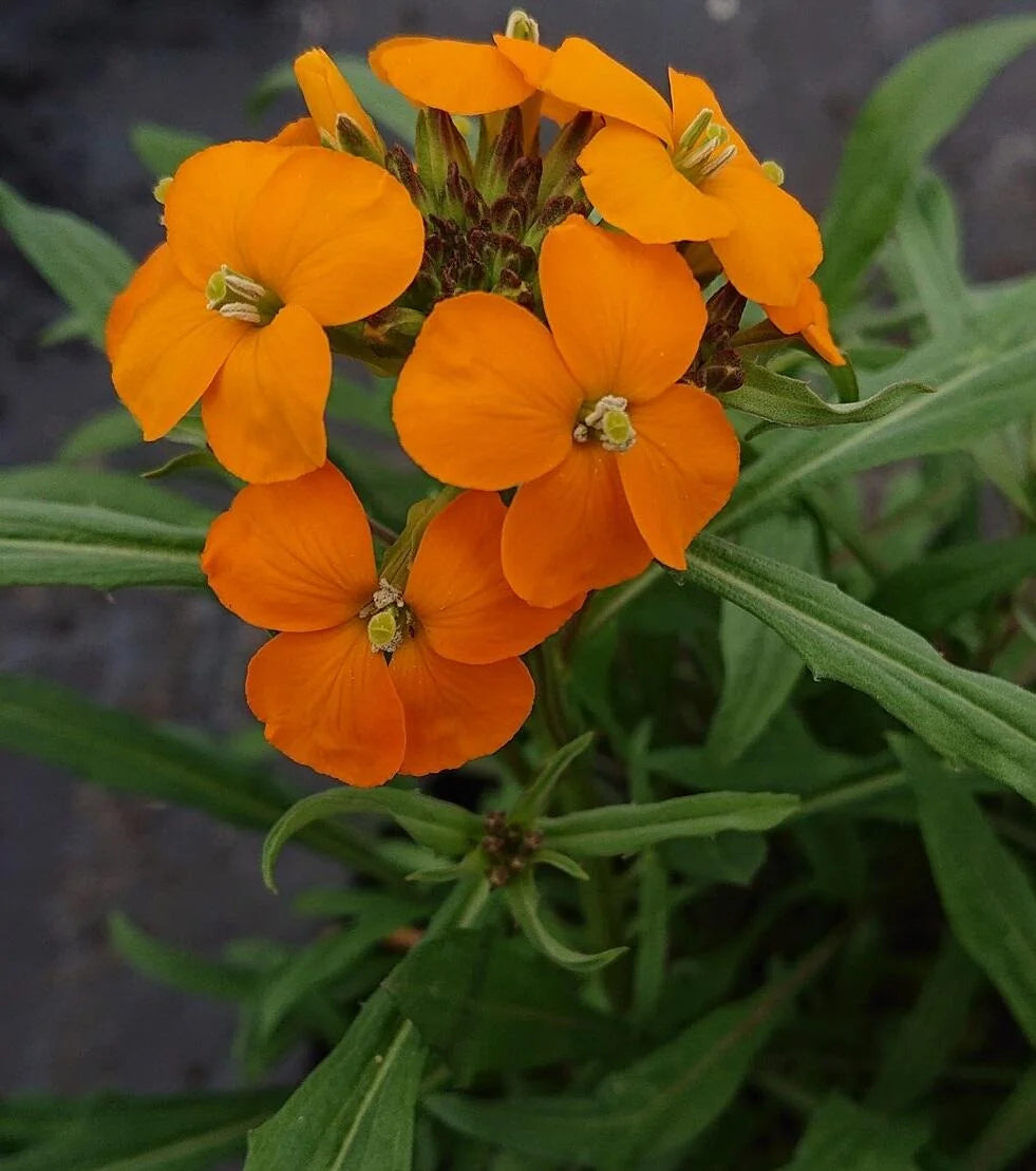 Gelb Orange Erysimum Blumensamen zur Aussaat Landhaus Garten wichtig Traditionssorte & ohne Gentechnik Samen Hausgarten