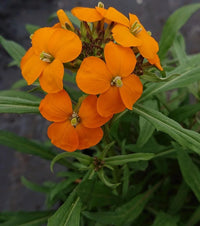 Gelb Orange Erysimum Blumensamen zur Aussaat Landhaus Garten wichtig Traditionssorte & ohne Gentechnik Samen Hausgarten