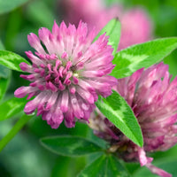 Rosa Clover Blumensamen zur Aussaat – hochwertige Qualitäts- – Traditionssorte & ohne Gentechnik Samen Hausgarten