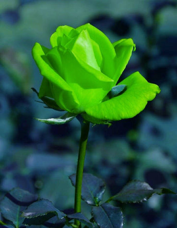 Grün (grün rose) samen for anpflanzung in home garten