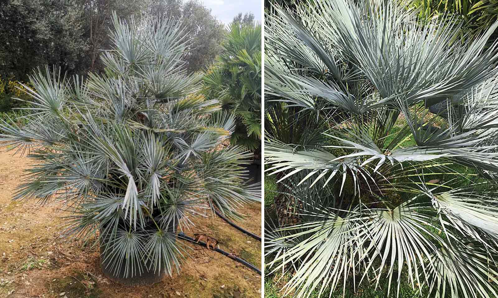 Gray Chamaerops Humilis Blumensamen zur Aussaat – farbenfroh Schau – Traditionssorte & ohne Gentechnik Samen Hausgarten