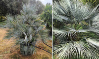 Gray Chamaerops Humilis Blumensamen zur Aussaat – farbenfroh Schau – Traditionssorte & ohne Gentechnik Samen Hausgarten