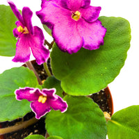 African Saintpaulia Blumensamen – Blumensamen zur Aussaat – leuchtend Blüten – Traditionssorte & ohne Gentechnik Samen Hausgarten