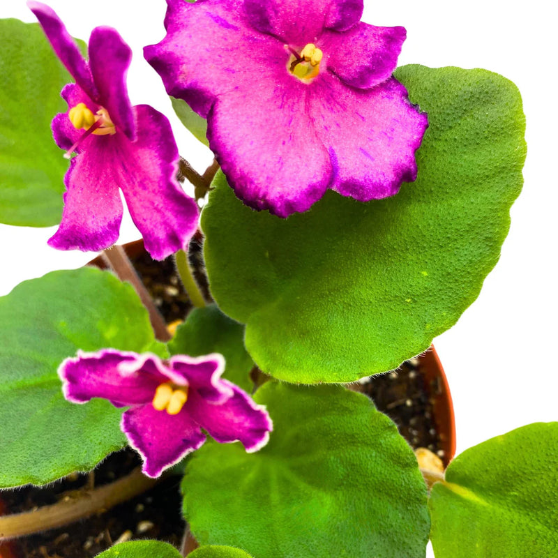 African Saintpaulia Blumensamen – Blumensamen zur Aussaat – leuchtend Blüten – Traditionssorte & ohne Gentechnik Samen Hausgarten