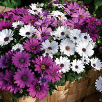 Osteospermum (osteospermum blume) samen for anpflanzung in home garten