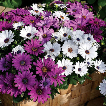 Osteospermum (osteospermum blume) samen for anpflanzung in home garten