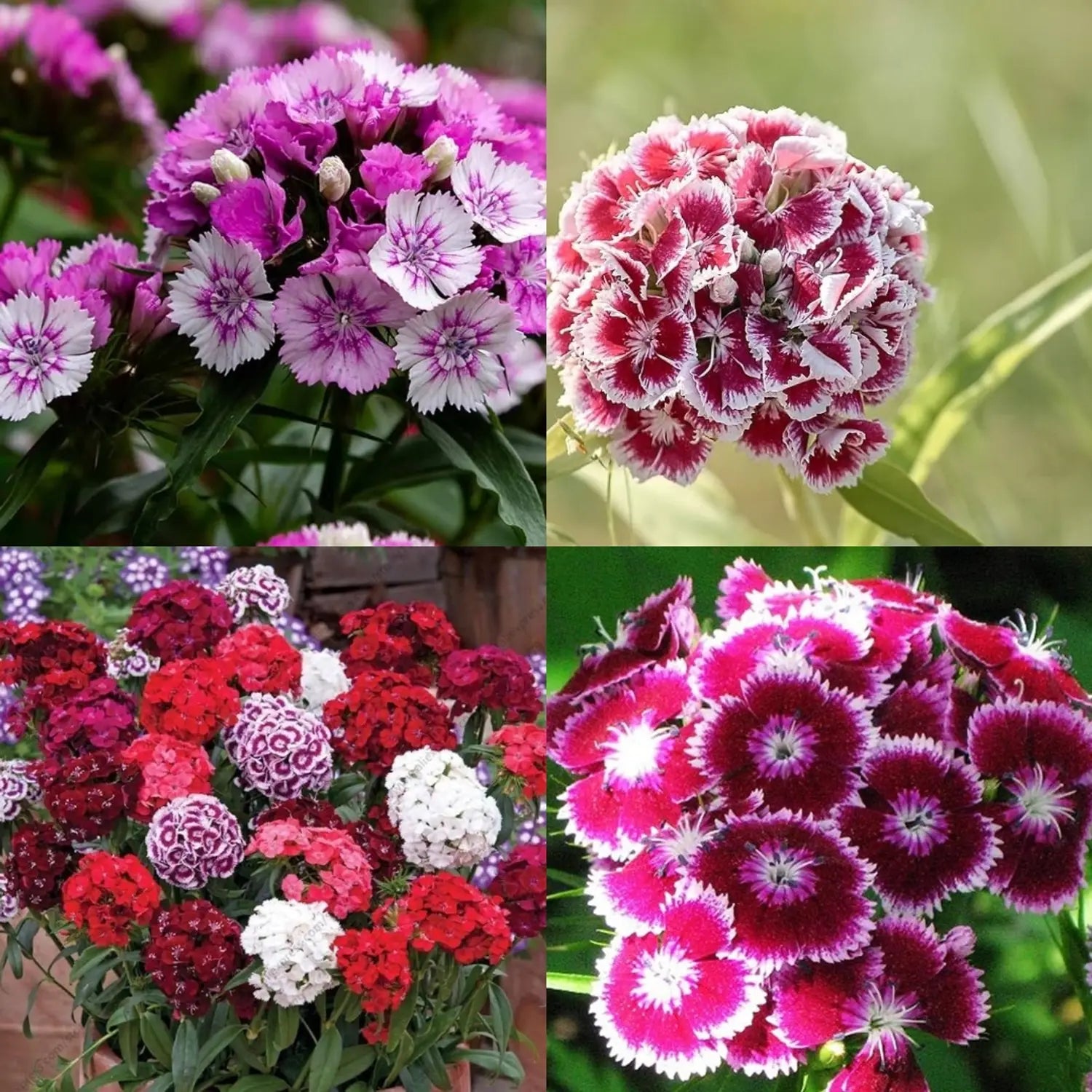 Rosa William Blumensamen zur Aussaat – ideal Rabatten – Traditionssorte & ohne Gentechnik Samen Hausgarten