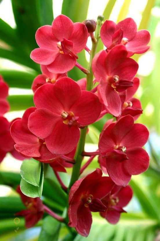 Rot Schmetterling Orchidee Blumensamen zur Aussaat – leuchtend Blüten – Traditionssorte & ohne Gentechnik Samen Hausgarten