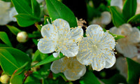 Myrtle Blumensamen zur Aussaat – duftend Blüten – Traditionssorte & ohne Gentechnik Samen Hausgarten