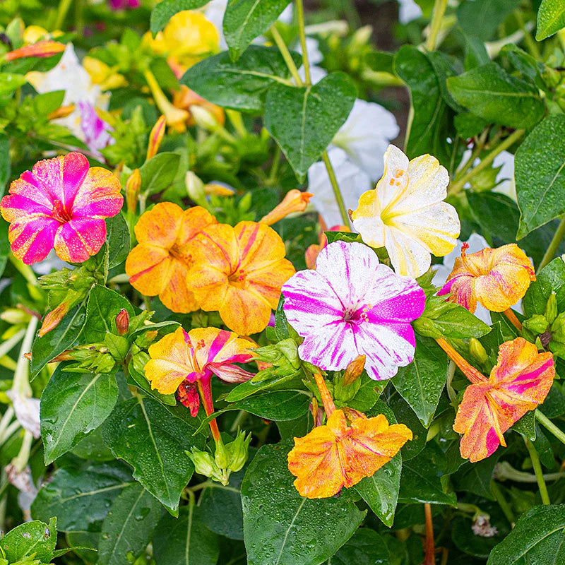 Mirabilis Blumensamen zur Aussaat kompakt Wuchs Traditionssorte & ohne Gentechnik Samen Hausgarten