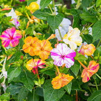 Mirabilis Blumensamen zur Aussaat kompakt Wuchs Traditionssorte & ohne Gentechnik Samen Hausgarten