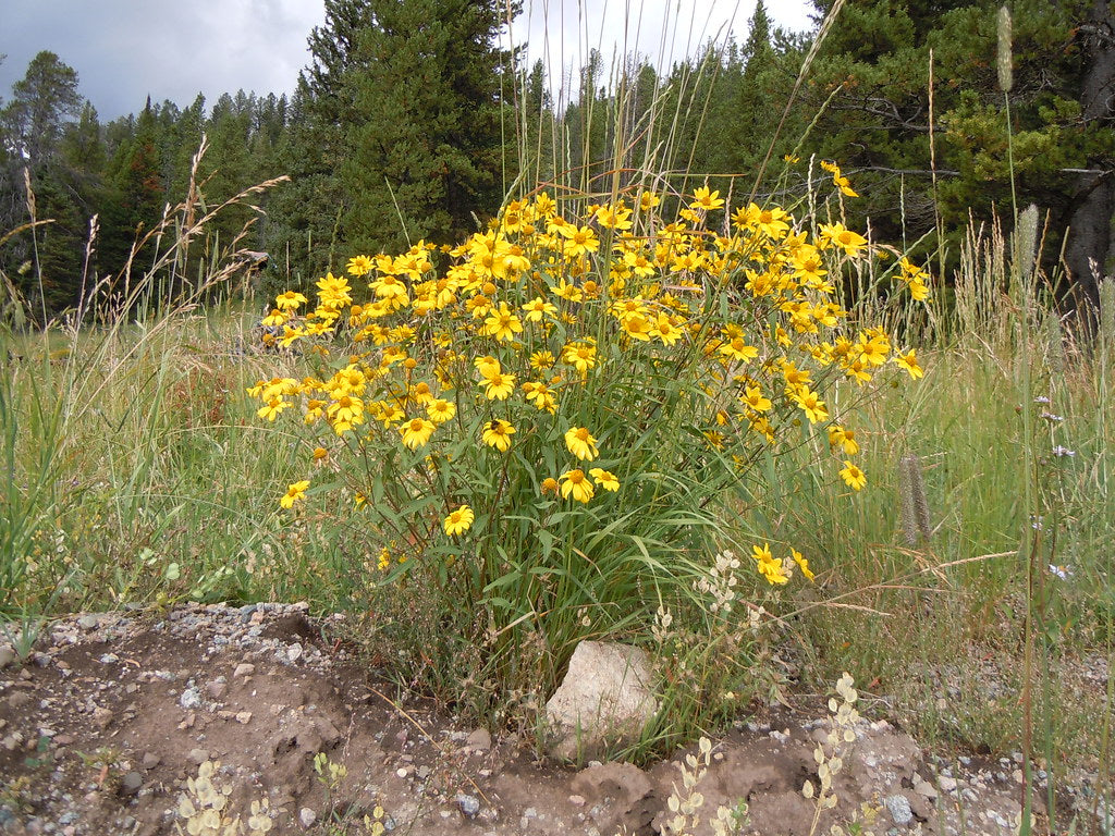 Auffälliges GOLDENEYE Viguiera Multiflora Samen leuchtend – Gelb Blumen
