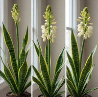 Sansevieria Blumensamen zur Aussaat hochwertige Qualitäts- Traditionssorte & ohne Gentechnik Samen Hausgarten