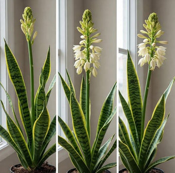 Sansevieria Blumensamen zur Aussaat hochwertige Qualitäts- Traditionssorte & ohne Gentechnik Samen Hausgarten