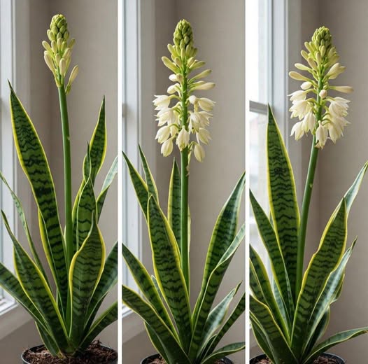Sansevieria Blumensamen zur Aussaat hochwertige Qualitäts- Traditionssorte & ohne Gentechnik Samen Hausgarten