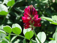 Hedysarum Coronarium Blumensamen zur Aussaat – leuchtend – Traditionssorte & ohne Gentechnik Samen Hausgarten