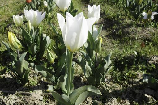 Tulpe Petals Blumensamen zur Aussaat kompakt Wuchs Traditionssorte & ohne Gentechnik Samen Hausgarten